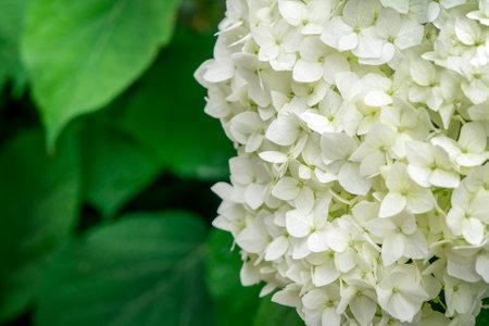 Blooming white hydrangea outdoor. Springtime, spring mood. Blossom flower with green leafsの写真素材