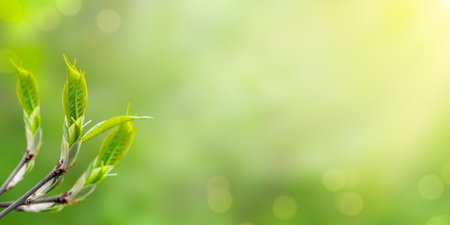Spring banner with branch with little leaves. Blurred green background with sun lights. Springtime, copy space.の写真素材