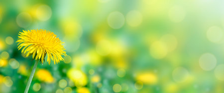 Defocus lights, blured field and one yellow dandelion. Springtime and sunny summer mood. Copy space, bannerの写真素材