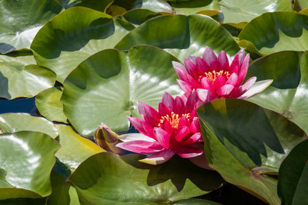 Pink water lilies blooming among lush green leaves on calm lake. Lotus flower on the surface of water in the pond. Sunny day in summer.の写真素材