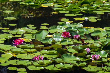 Many pink water lilies blooming among lush green leaves on calm lake. Lotus flower on the surface of water in the pond. Sunny day in summer.の写真素材