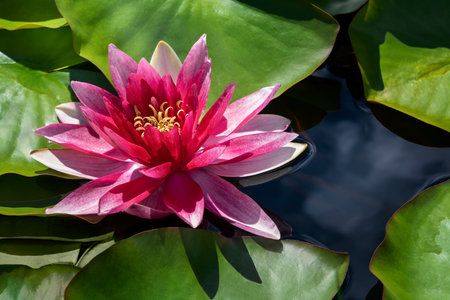 Water lily blooming among lush green leaves on calm lake. Pink lotus flower on the surface of water in the pond. Sunny day in summer.の写真素材