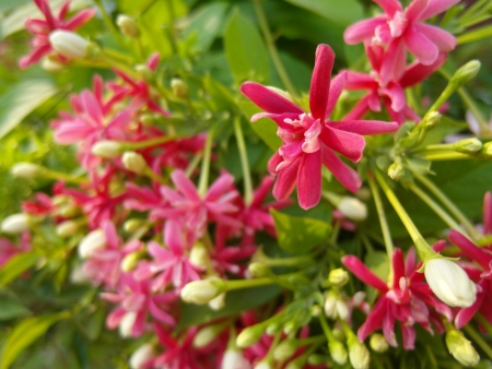 Red Rangoon creeper at Ampawa, Samutsongkram Province, Thailandの写真素材