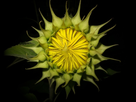 young sun flower on black backgroundの写真素材
