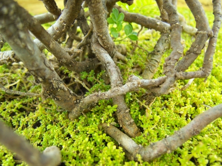 closeup Green Moss in forestの写真素材