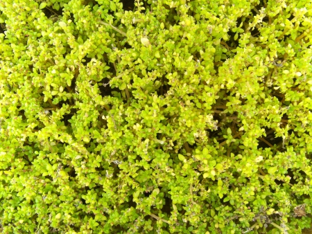 closeup Green Moss in forestの写真素材