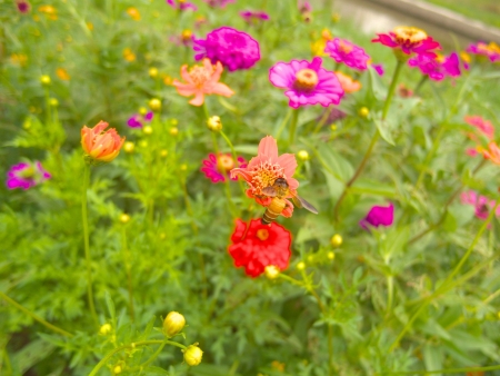 Pretty flower garden with colorful の写真素材