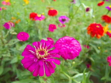 Pretty flower garden with colorful の写真素材