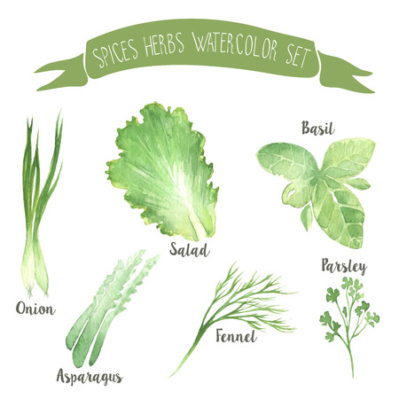 Green herbal watercolor vector spices setのイラスト素材