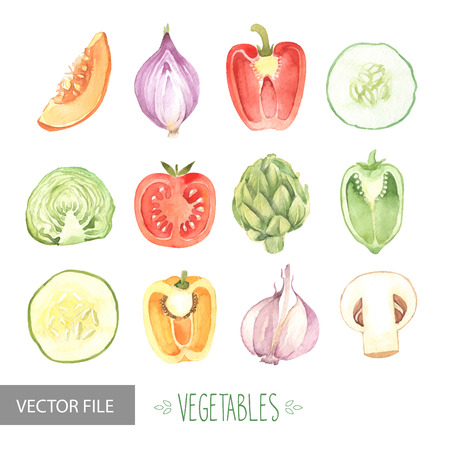 Watercolor vegetables organic vector setのイラスト素材