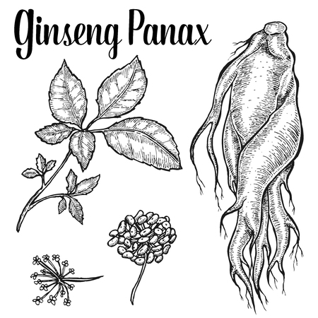 Ginseng root, leaf, berry, flower isolated on white background. Organic nature chinese and korean herb. illustrationのイラスト素材