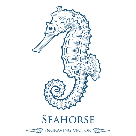 Seahorse sea horse nature ocean aquatic underwater . marine engraving illustration on white backgroundのイラスト素材