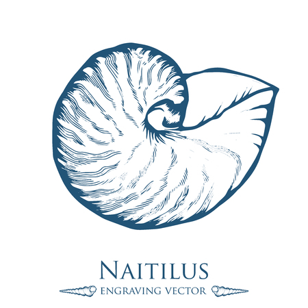 sea shell, nature ocean aquatic underwater .  marine engraving illustration on white backgroundのイラスト素材