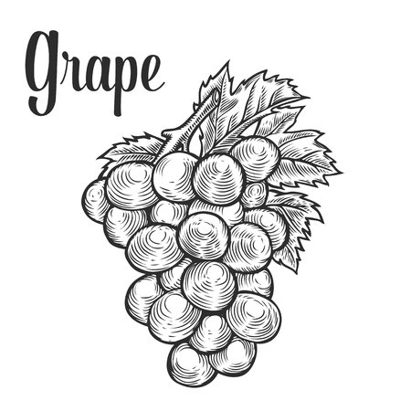 Grape with leaf, fruit berry sweet wine sangria ingredient. Natural organic hand drawn vector sketch engraved illustration. Black isolated on whiteのイラスト素材