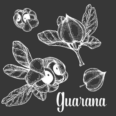 Guarana seed, fruit berry energetic diet caffeine plant superfood energy drink  and herbal tea ingredient. Natural organic hand drawn vector sketch engraved illustration. White isolated on blackのイラスト素材