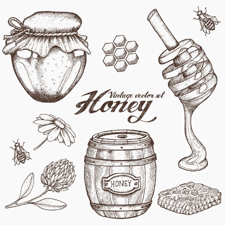 Honey jar, barrel, spoon, bee, honeycomb, chamomile, clover, vintage vector set. Engraved organic food hand drawn sketch illustration.のイラスト素材