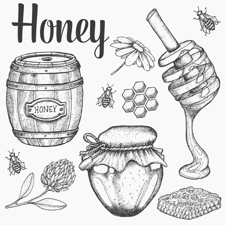 Honey jar, barrel, spoon, bee, honeycomb, chamomile, clover, vintage vector set. Engraved organic food hand drawn sketch illustration.のイラスト素材