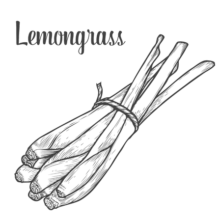 Lemongrass superfood Thai plant. Lemon grass Hand drawn engraved vector sketch etch illustration. Ingredient for food, spa, aromatherapy, body treatment. Black on white backgroundのイラスト素材