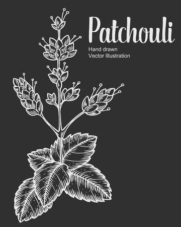 Patchouli plant vector hand drawn illustration on black background. Pogostemon cablin. Plant for traditional medicine, perfume fragrance, cooking or gardening, aromatherapy. Engraving style.のイラスト素材
