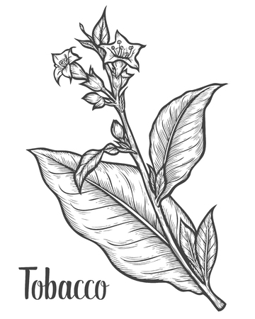 Tobacco plant, leaf, flower. Ingredient for smoking pipe. Tobacco Hand drawn vector engraved etch ink illustration. Natural organic botanical drawing. Isolated sketch black on white background.