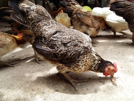 chicken eating food on the concrete floorの写真素材