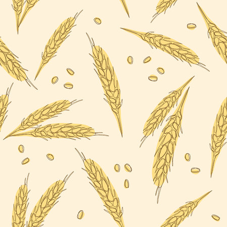 Wheat ears seamless hand drawn pattern isolated on white background as package design element.の写真素材