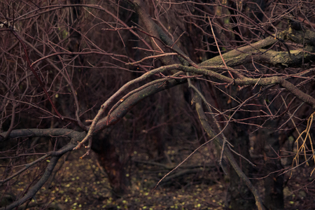 Twigs in the summerの写真素材