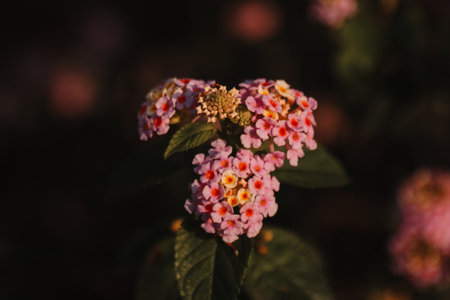 Blossom fresh flowers nature backgroundの写真素材