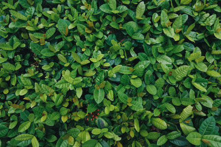 Nature Green leafs pattern backgroundの写真素材