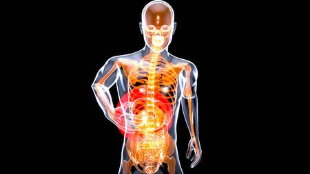 3D motion design of a liver anatomy conceptの写真素材