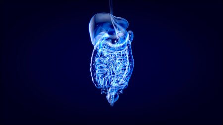 3D concept design of a digestive systemの写真素材