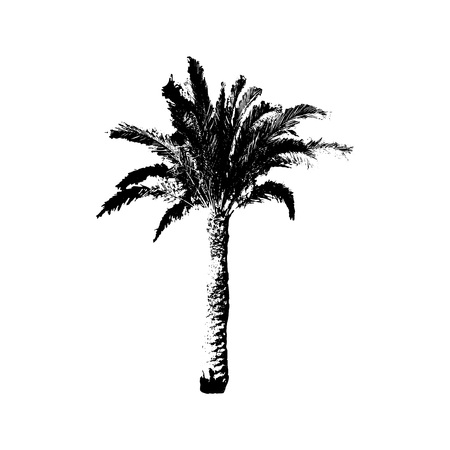 Hand drawn Palm Tree isolated on white background. Tropical Design element for t-shirt prints, textile.の写真素材
