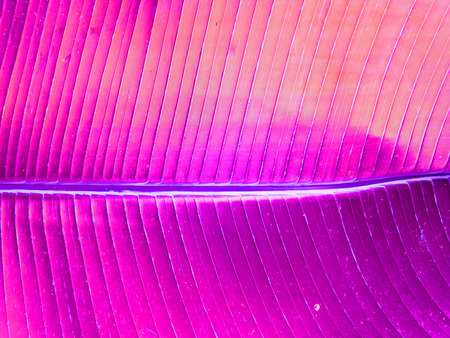 Tropical Banana Palm leaf background. Exotic leafs texture. Large shiny palm foliageの写真素材