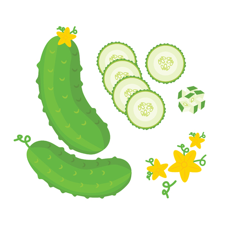 Fresh cucumber: cut, sliced ââand cubed.のイラスト素材