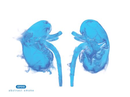 Abstract vector illustration of human kidneys on white background.のイラスト素材