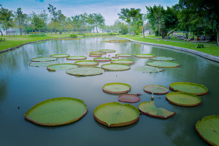 Lotus Pond in Suan Luang Rama IX Public Parkの写真素材
