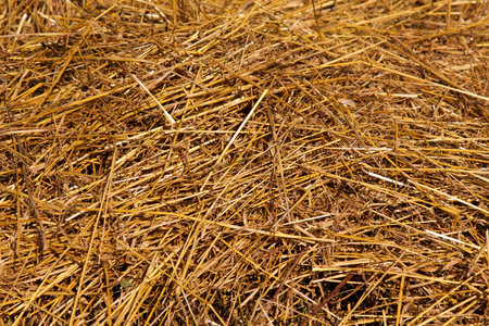Gold hay stack background texture.