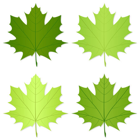 Green leafs isolated on a white background. Vector illustration.のイラスト素材