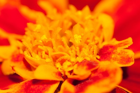 Macro photo of yellow red flower.の写真素材