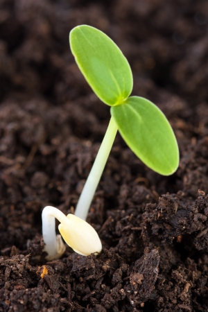 Green young plantの写真素材