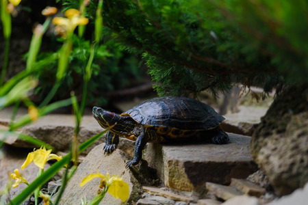 The red-eared slider rests on stoneの写真素材