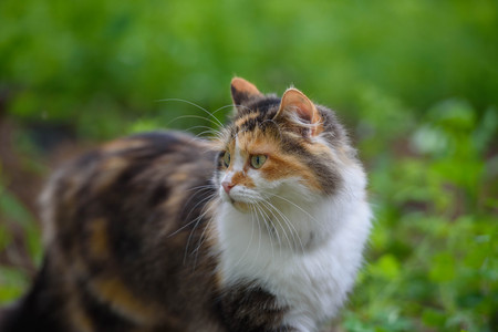 calico catの写真素材