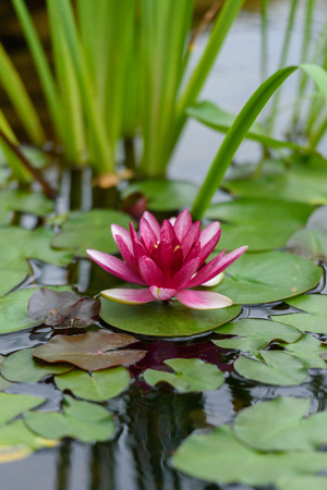 Water-lily in pondの写真素材