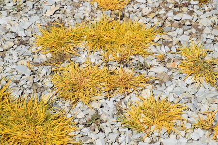 Glyphosate treated grass. Destruction of vegetation on soil sprinkled with crushed stone. The effect of glyphosate on plants.の写真素材