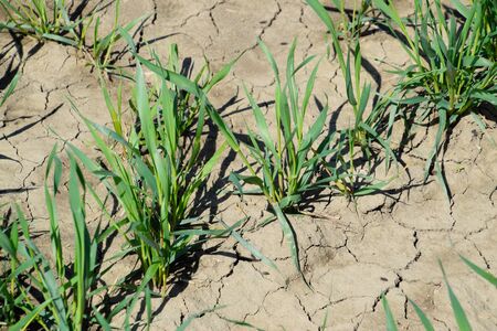 Stalks of young wheat in the field, winter wheat in spring.の写真素材
