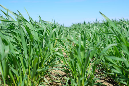 Young sprouts of wheat against the blue sky. Wheat field