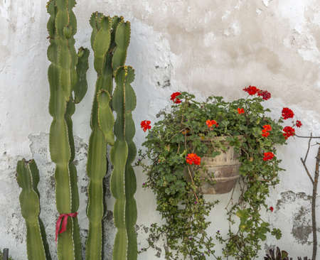geraniums are a typical Andalusian patioの写真素材