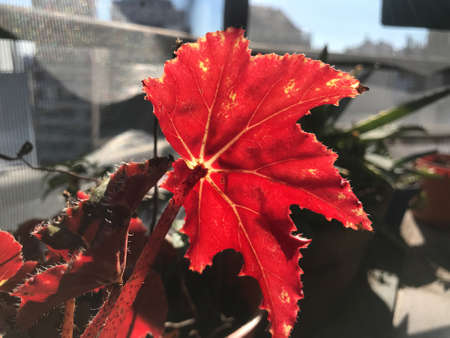 Close-up of begonia leaf embroidered in the sunの写真素材