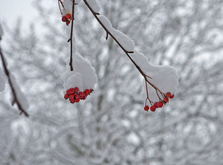 red berries on snow branch