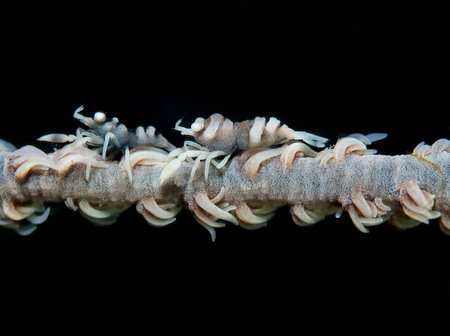 Whip Coral Shrimp or Dasycaris Zanzibarica on black backgroundの写真素材